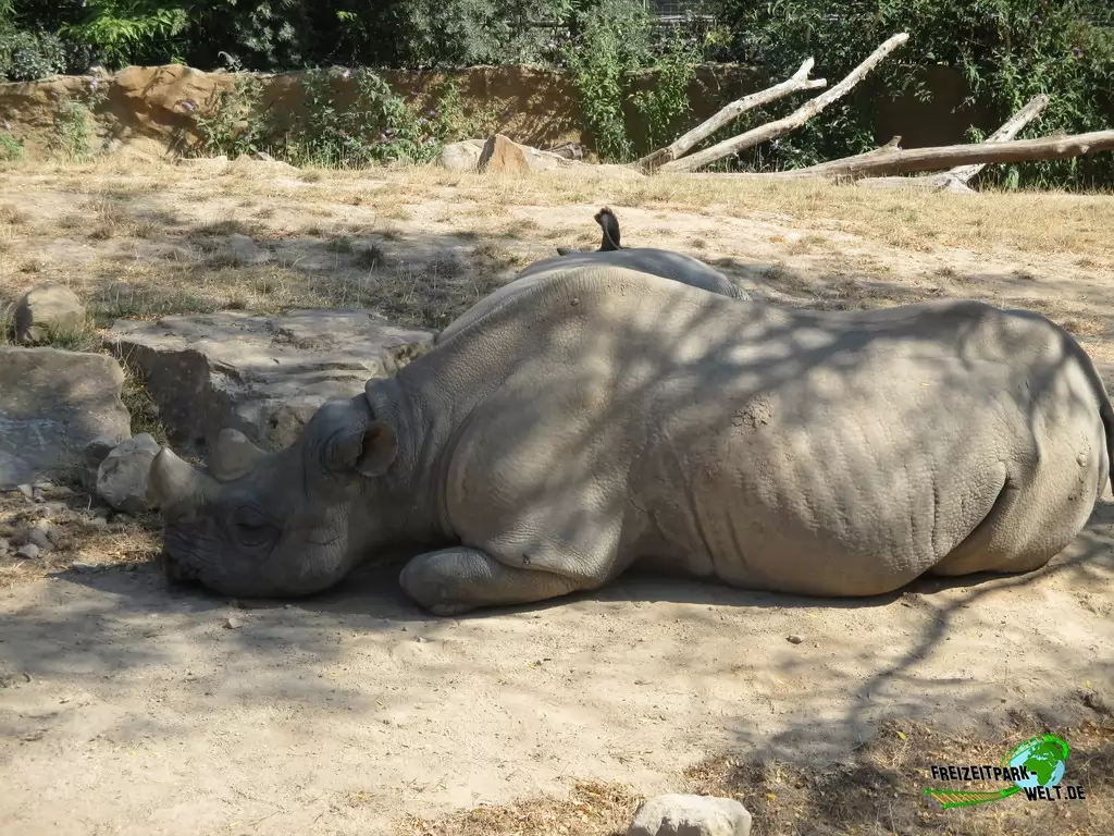 Ostafrikanisches Spitzmaulnashorn im Zoo Krefeld - 2018