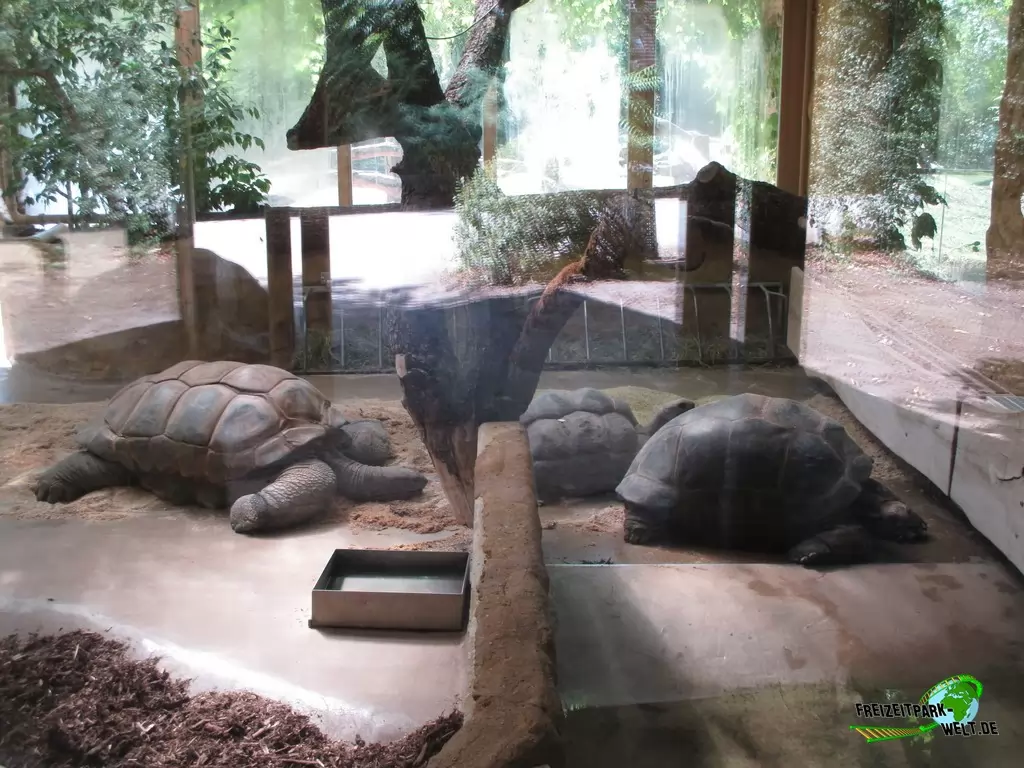 Seychellen-Riesenschildkröte im Zoo Krefeld - 2018