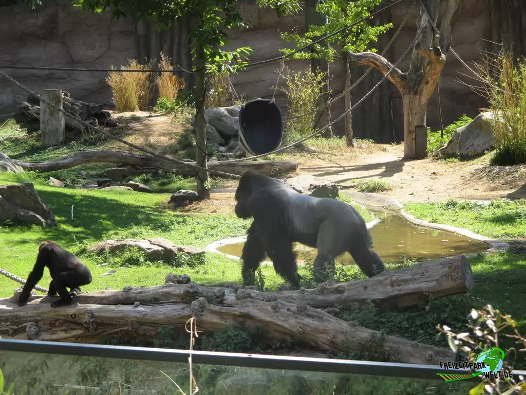 Westlicher Flachland-Gorilla im Zoo Krefeld - 2018