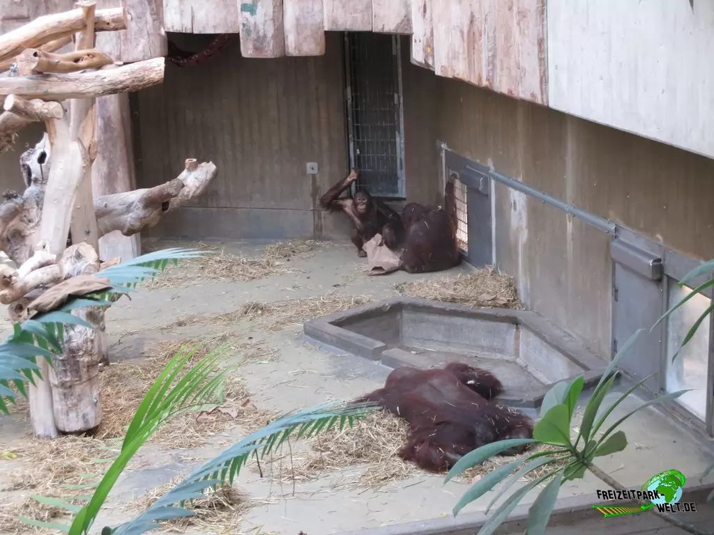 Orang-Utan im Zoo Krefeld - 2018