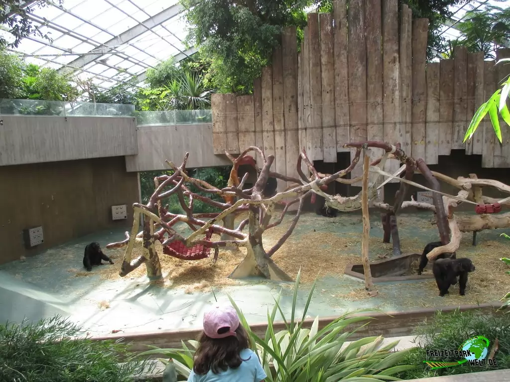 Schimpanse im Zoo Krefeld - 2018