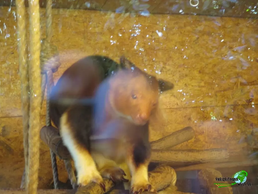 Baumkänguru im Zoo Krefeld - 2018: Goodfellow-Baumkänguru