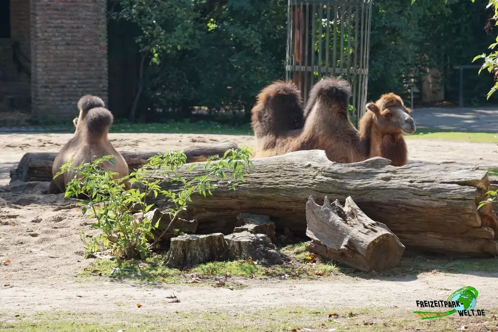 Trampeltier im Zoo Krefeld - 2016