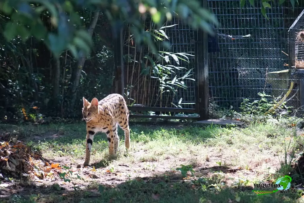 Serval im Zoo Krefeld - 2016