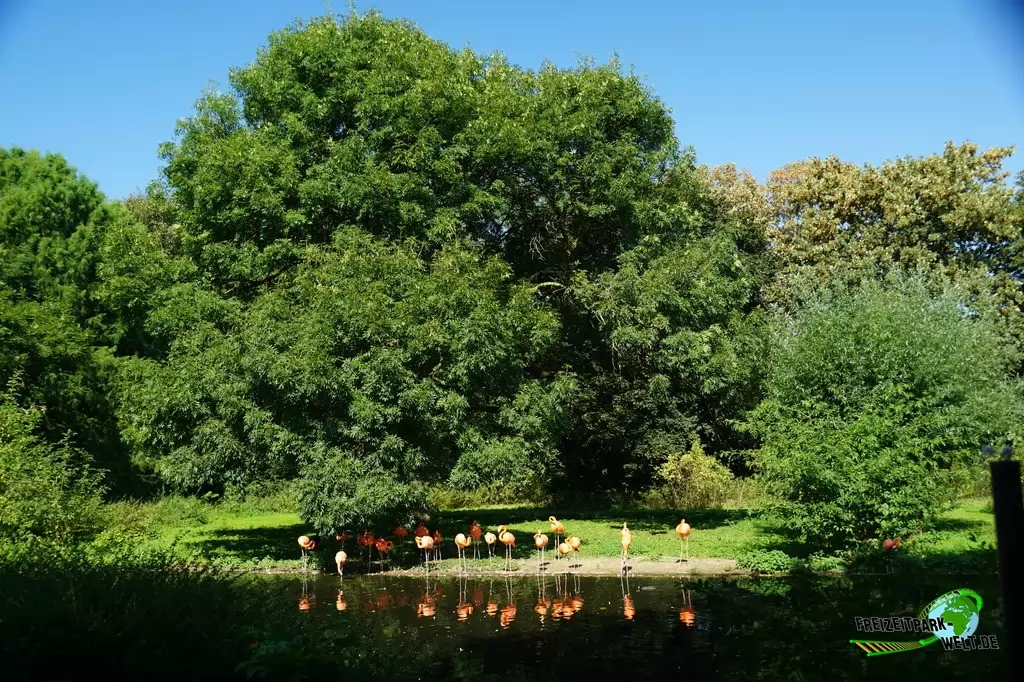 Rosaflamingo im Zoo Krefeld - 2016