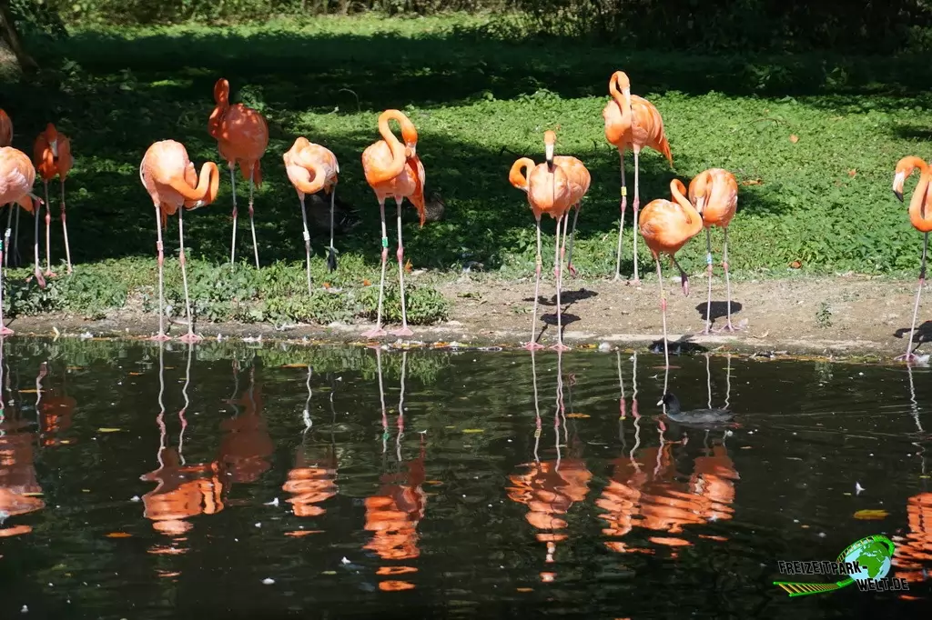 Rosaflamingo im Zoo Krefeld - 2016