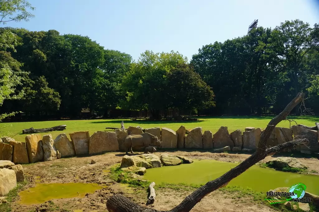 Ostafrikanisches Spitzmaulnashorn im Zoo Krefeld - 2016