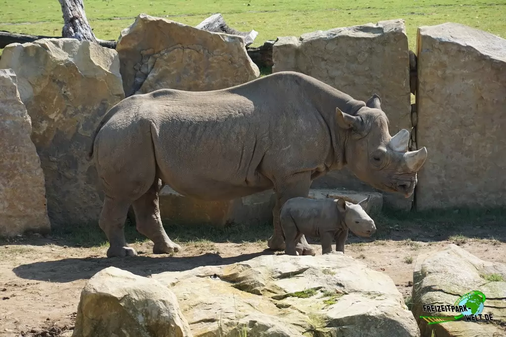 Ostafrikanisches Spitzmaulnashorn im Zoo Krefeld - 2016