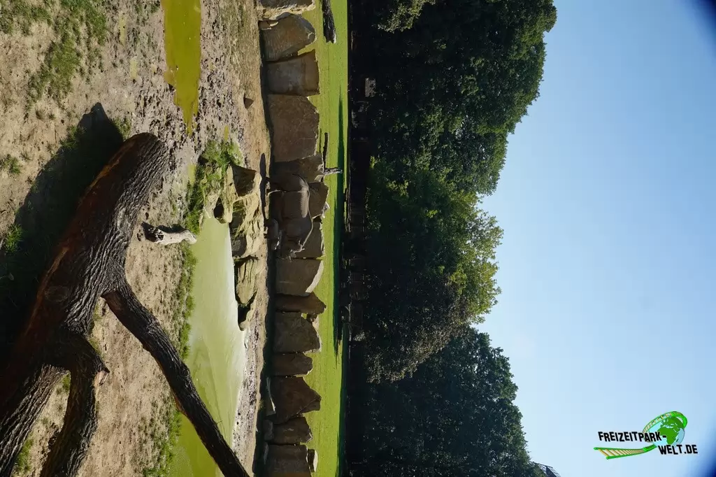 Ostafrikanisches Spitzmaulnashorn im Zoo Krefeld - 2016