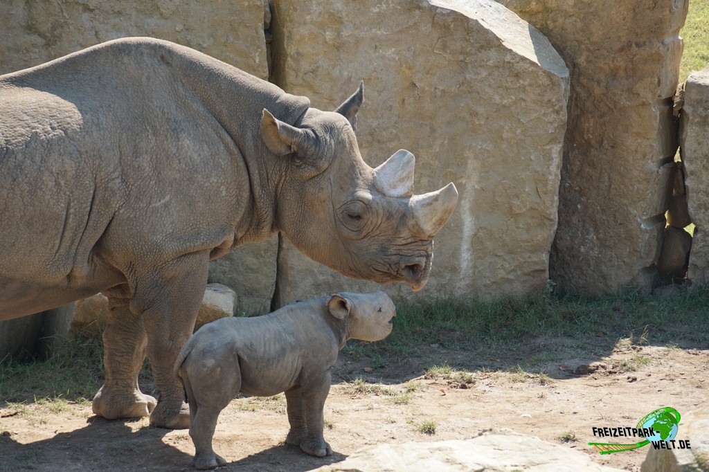 Ostafrikanisches Spitzmaulnashorn im Zoo Krefeld - 2016