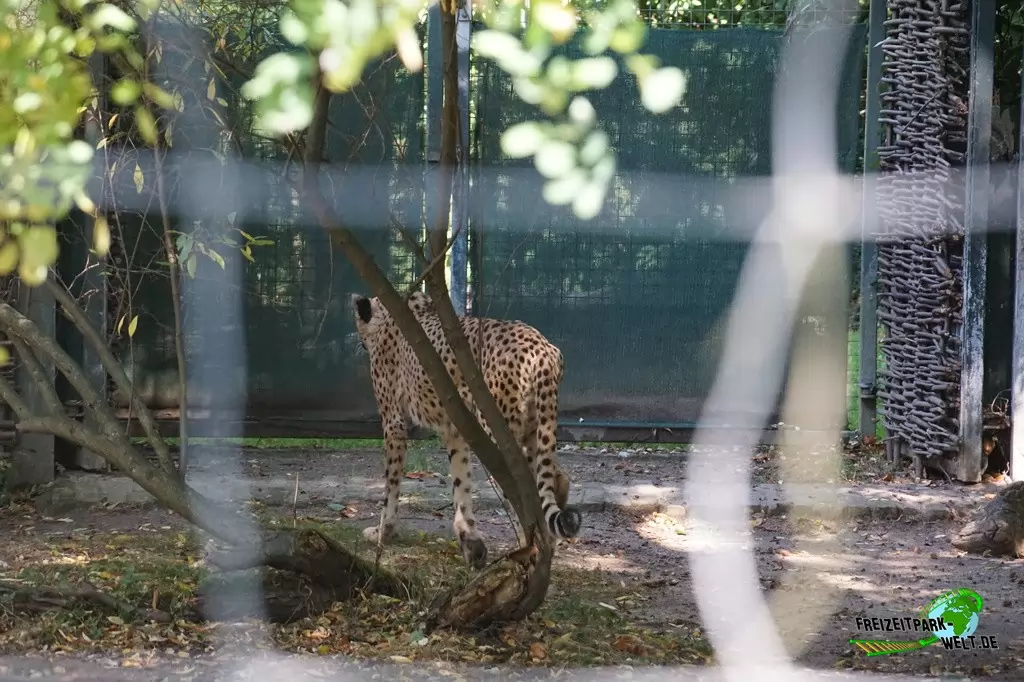 Gepard im Zoo Krefeld - 2016