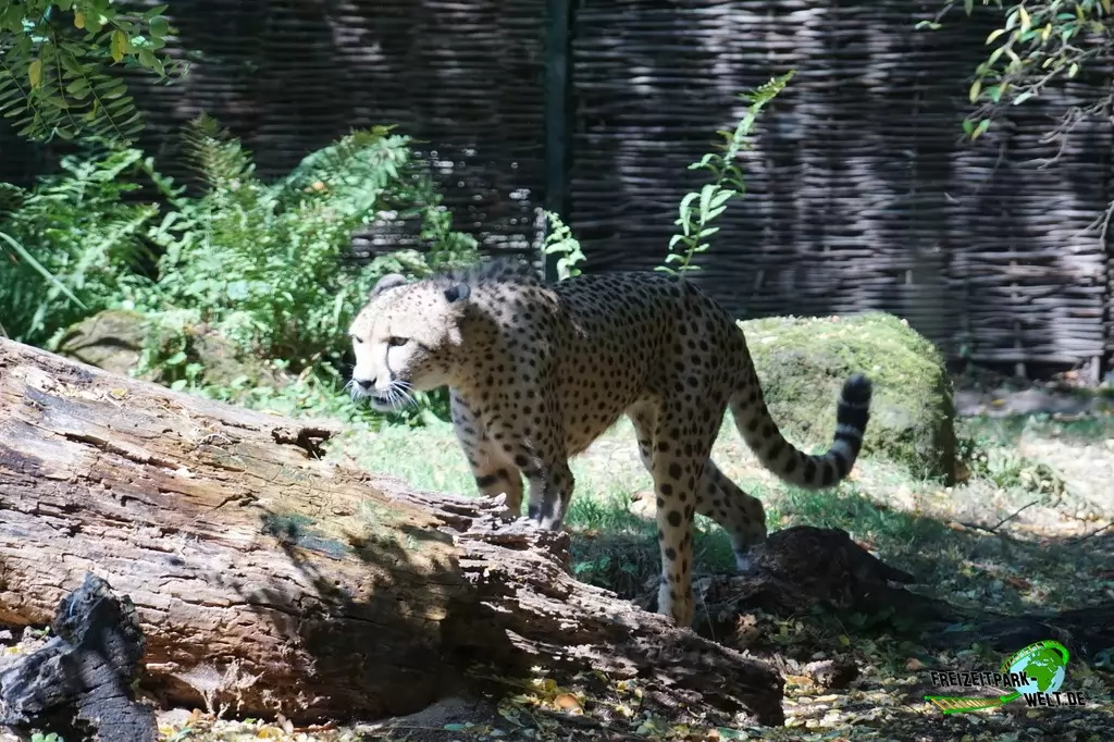 Gepard im Zoo Krefeld - 2016