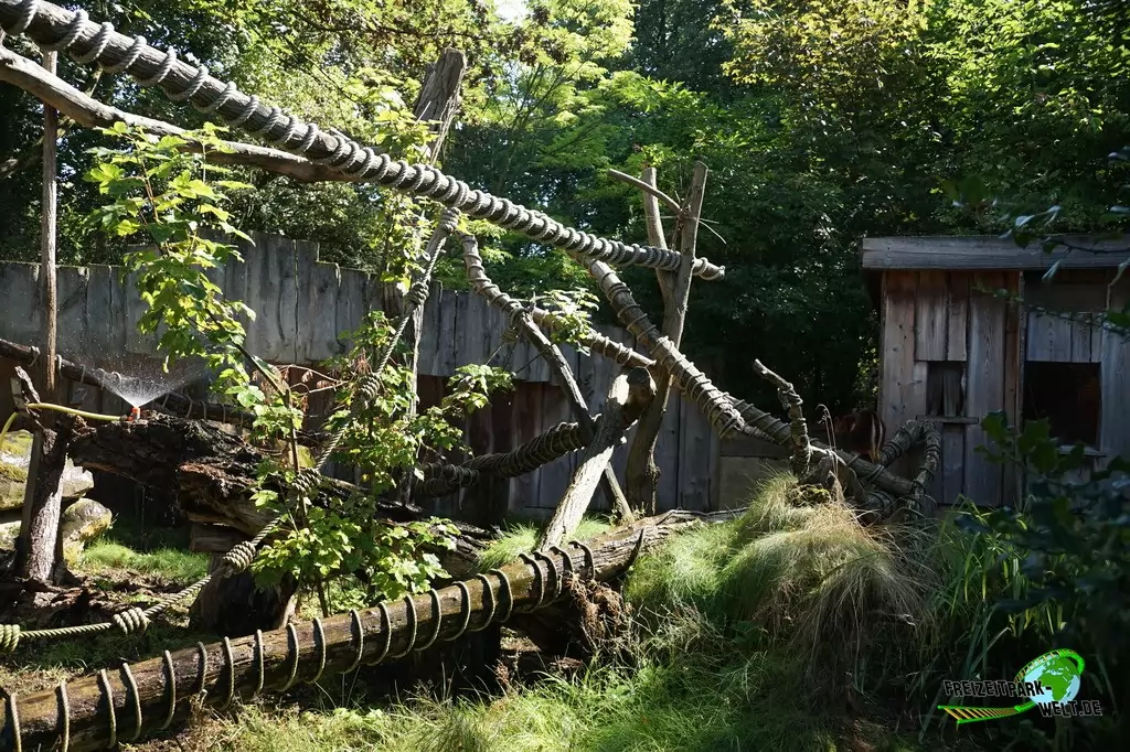 Baumkänguru im Zoo Krefeld - 2016