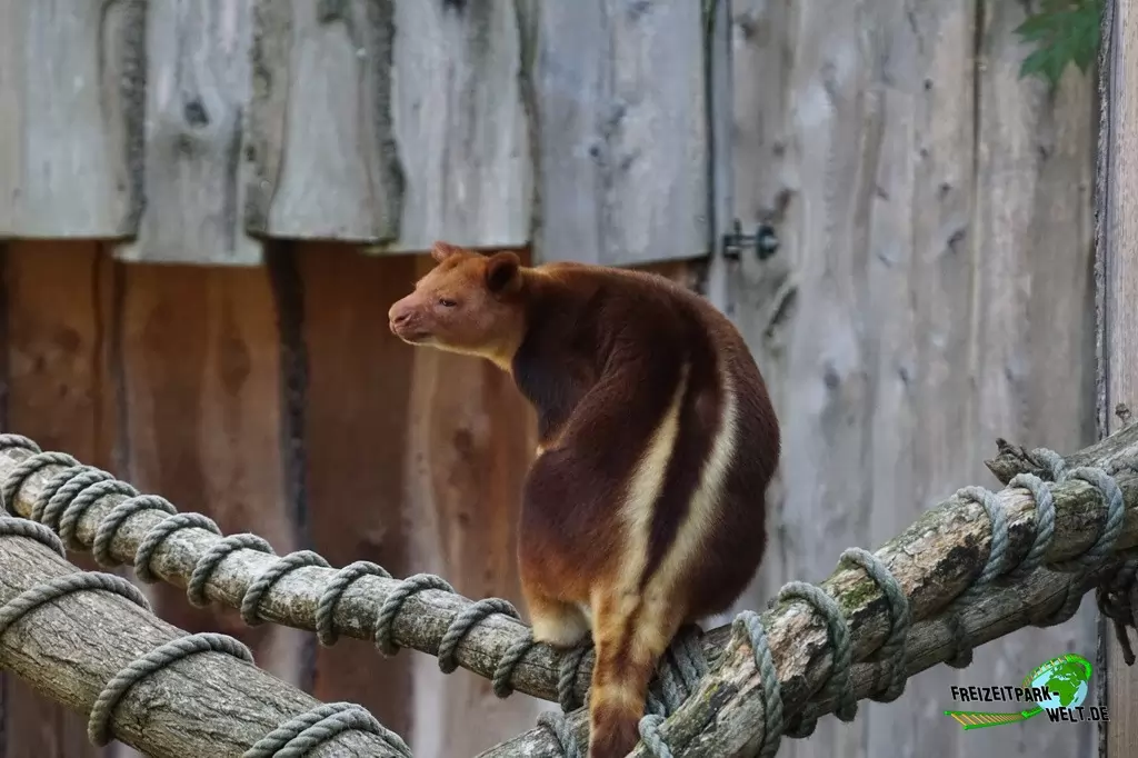Baumkänguru im Zoo Krefeld - 2016