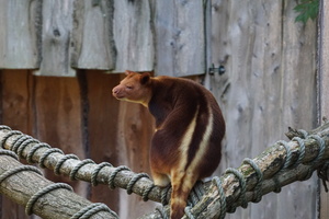 Mini-Galerie Zoo Krefeld Foto 3