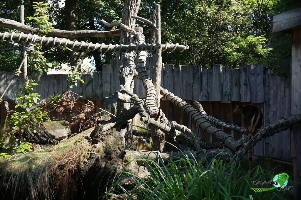 Baumkänguru im Zoo Krefeld - 2016