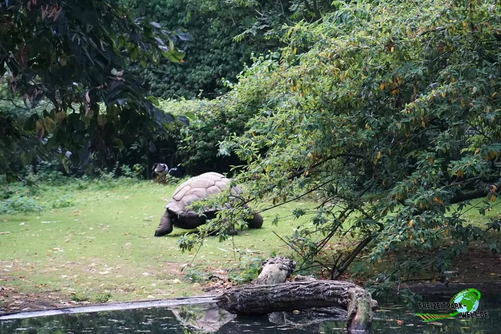 Seychellen-Riesenschildkröte im Zoo Krefeld - 2016