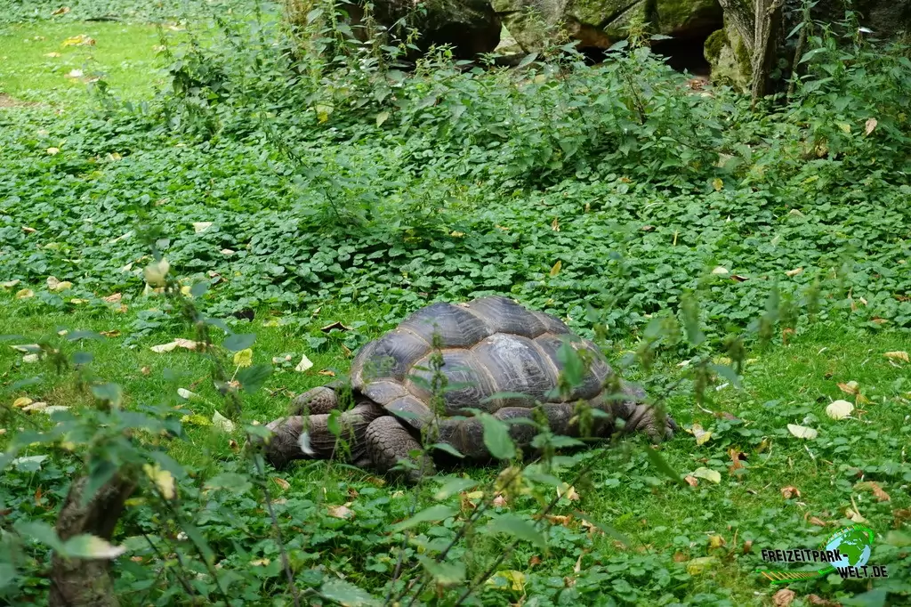 Seychellen-Riesenschildkröte im Zoo Krefeld - 2016