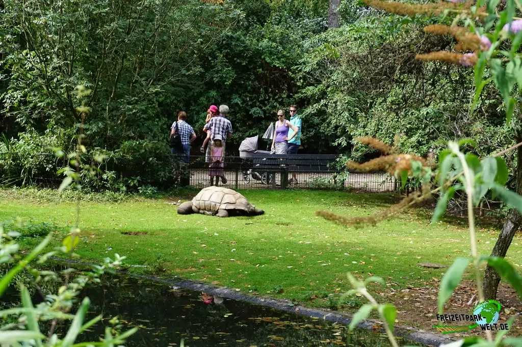 Seychellen-Riesenschildkröte im Zoo Krefeld - 2016