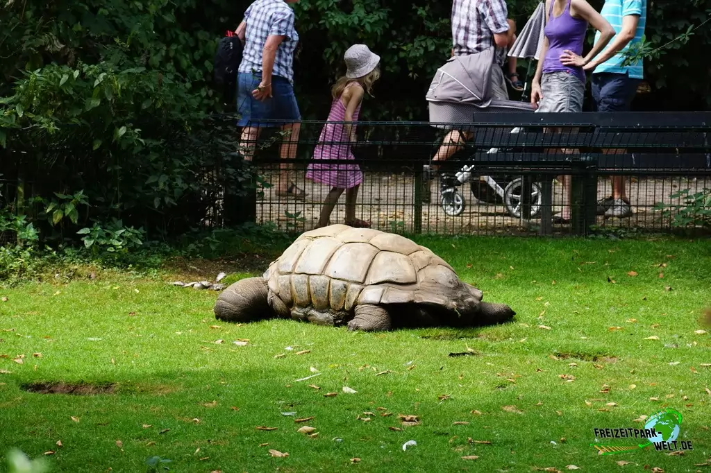 Seychellen-Riesenschildkröte im Zoo Krefeld - 2016