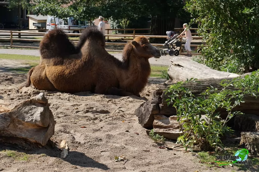 Trampeltier im Zoo Krefeld - 2016