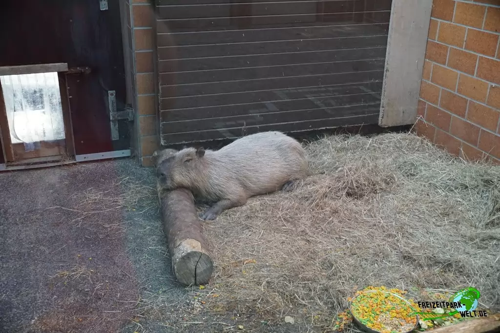 Wasserschwein / Capybara im Zoo Krefeld - 2016