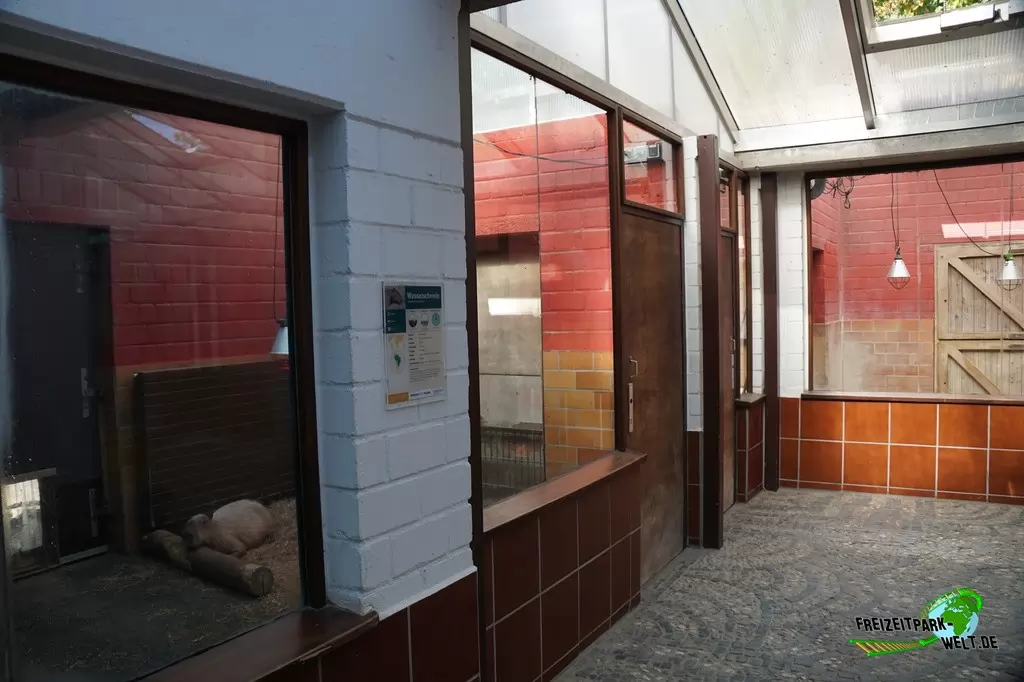 Wasserschwein / Capybara im Zoo Krefeld - 2016