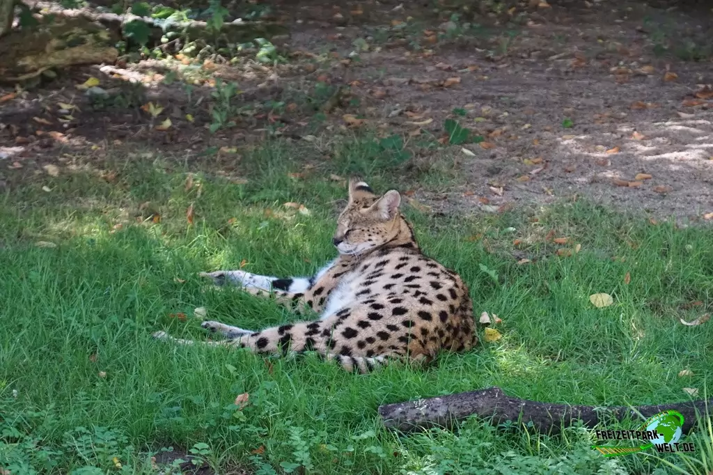 Serval im Zoo Krefeld - 2016