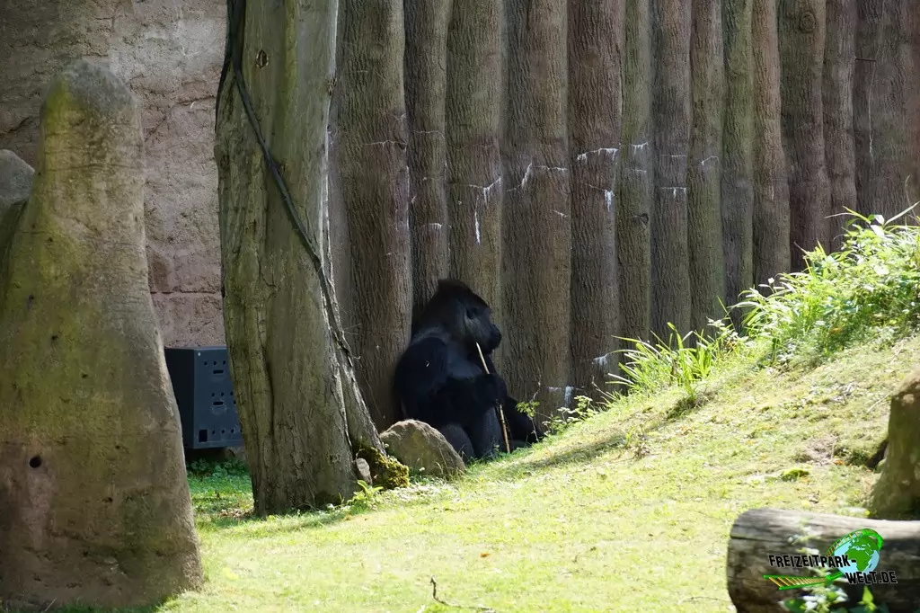 Westlicher Flachland-Gorilla im Zoo Krefeld - 2016