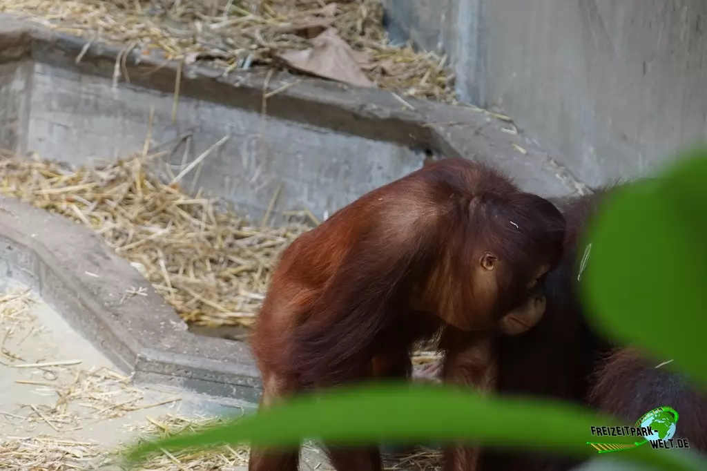 Orang-Utan im Zoo Krefeld - 2016