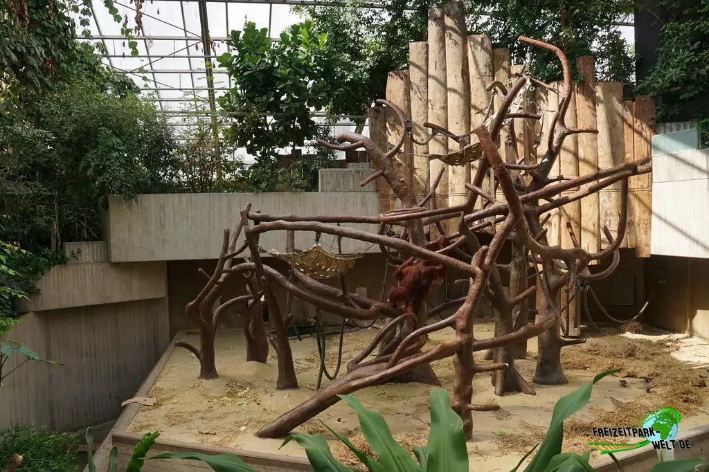Orang-Utan im Zoo Krefeld - 2016