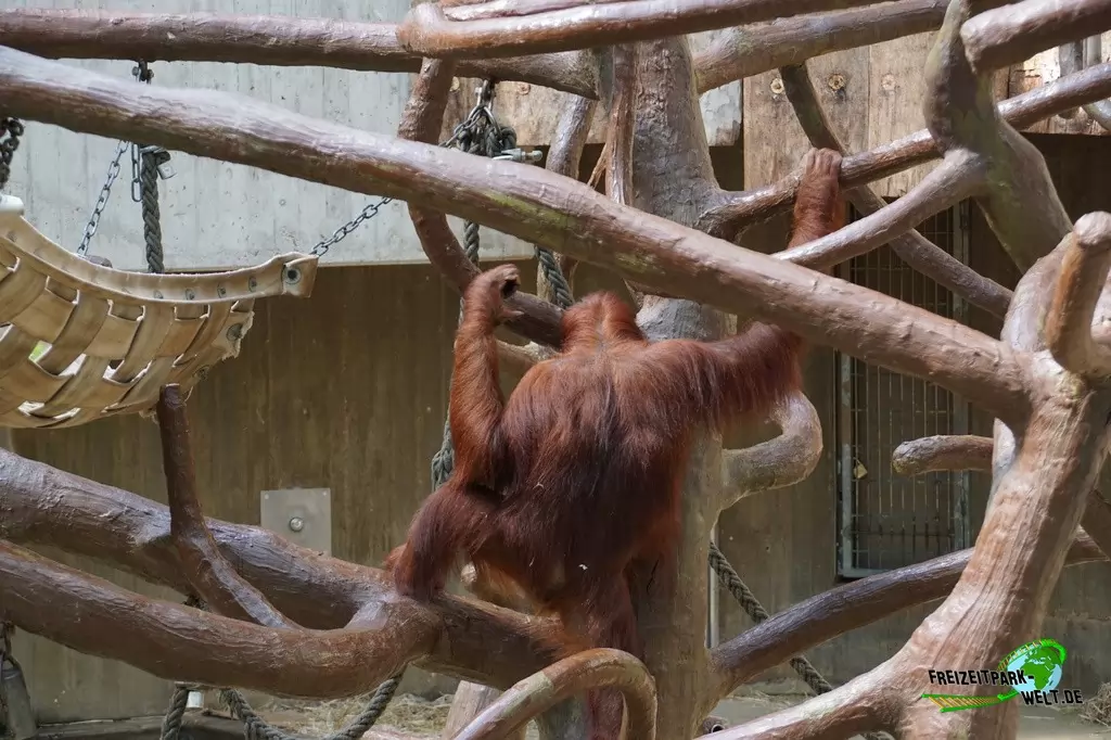 Orang-Utan im Zoo Krefeld - 2016
