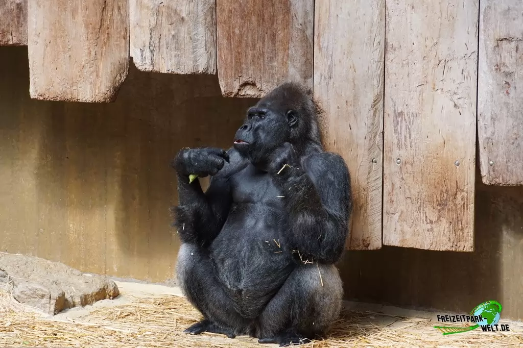 Westlicher Flachland-Gorilla im Zoo Krefeld - 2016