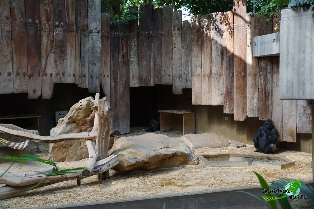 Westlicher Flachland-Gorilla im Zoo Krefeld - 2016