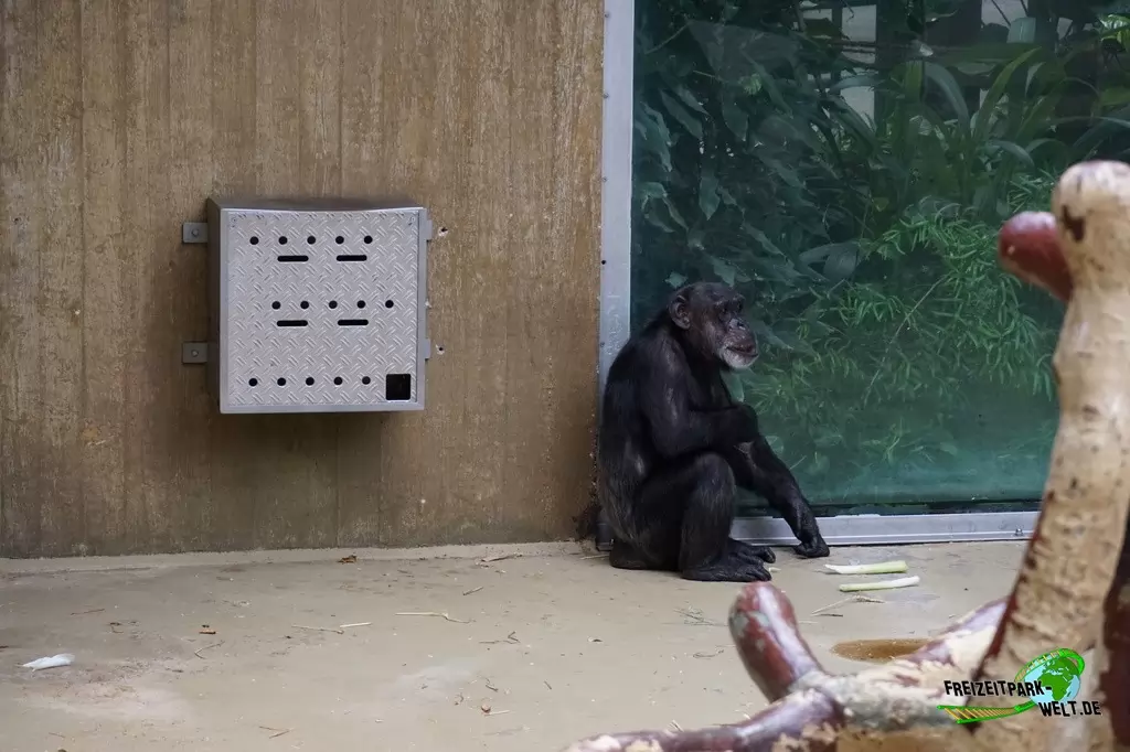 Schimpanse im Zoo Krefeld - 2016