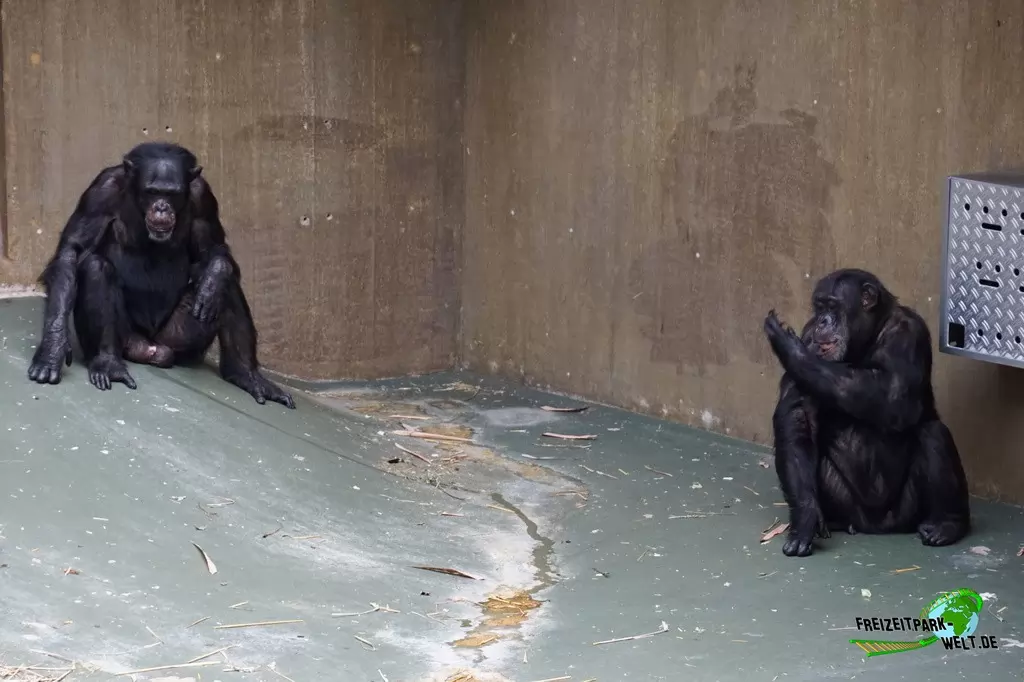 Schimpanse im Zoo Krefeld - 2016