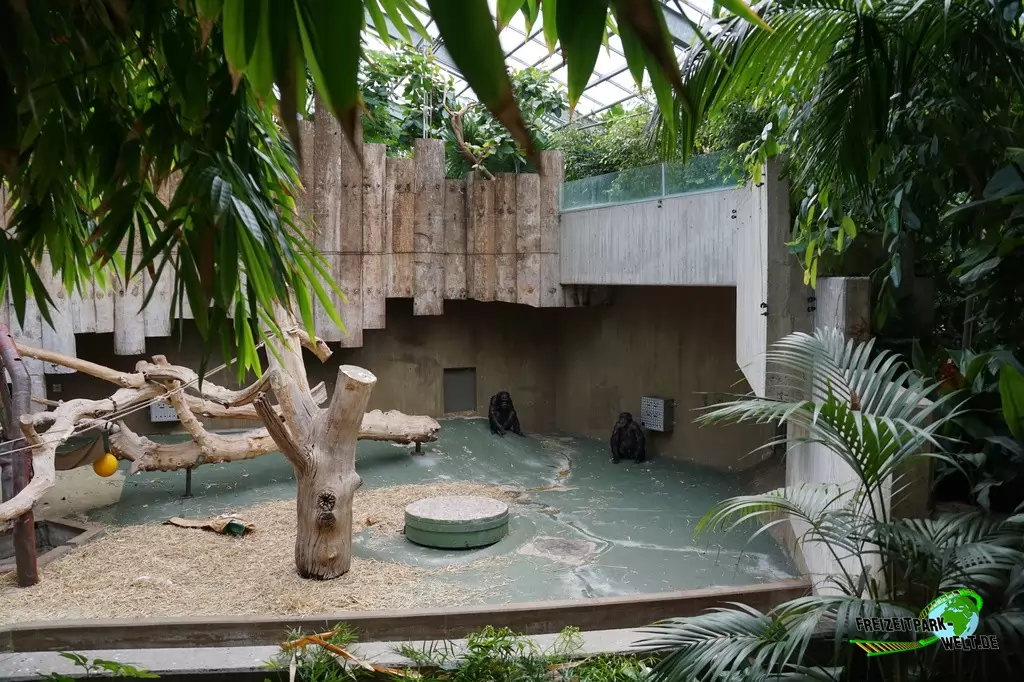 Schimpanse im Zoo Krefeld - 2016