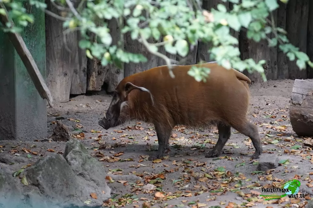 Pinselohrschwein im Zoo Krefeld - 2016