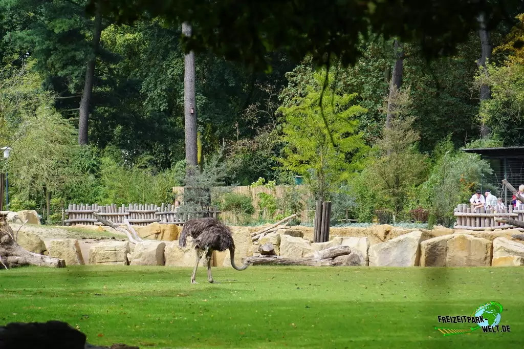 Nandu im Zoo Krefeld - 2016