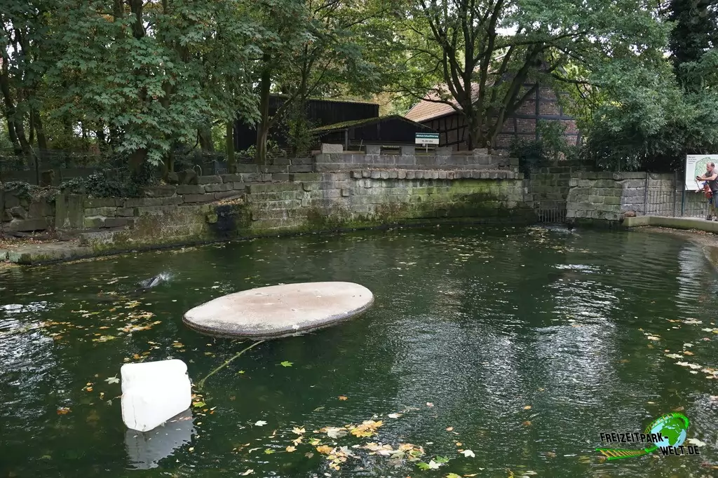 Seelöwe im Zoo Krefeld - 2016