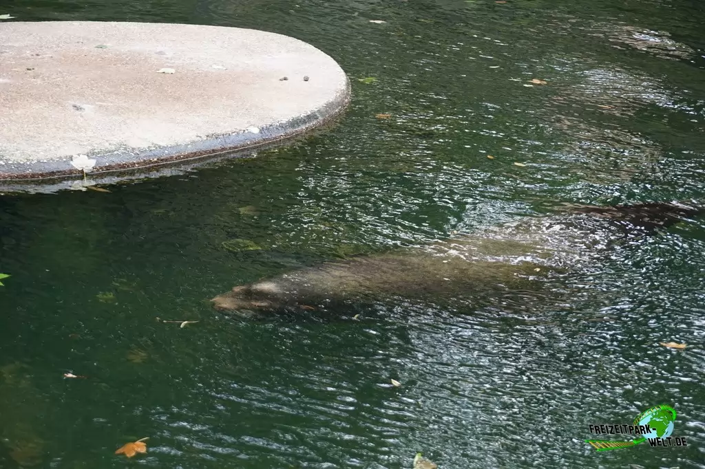 Seelöwe im Zoo Krefeld - 2016