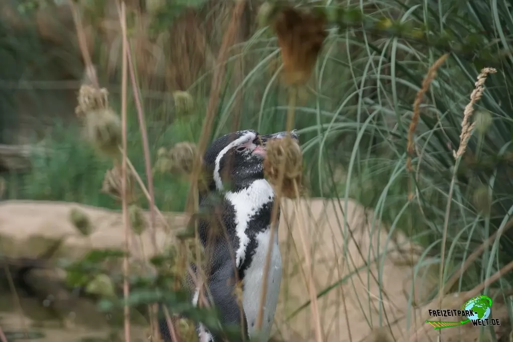 Humboldt-Pinguine im Zoo Krefeld - 2016