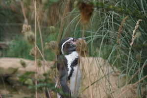 Teaserfoto Zoo Krefeld