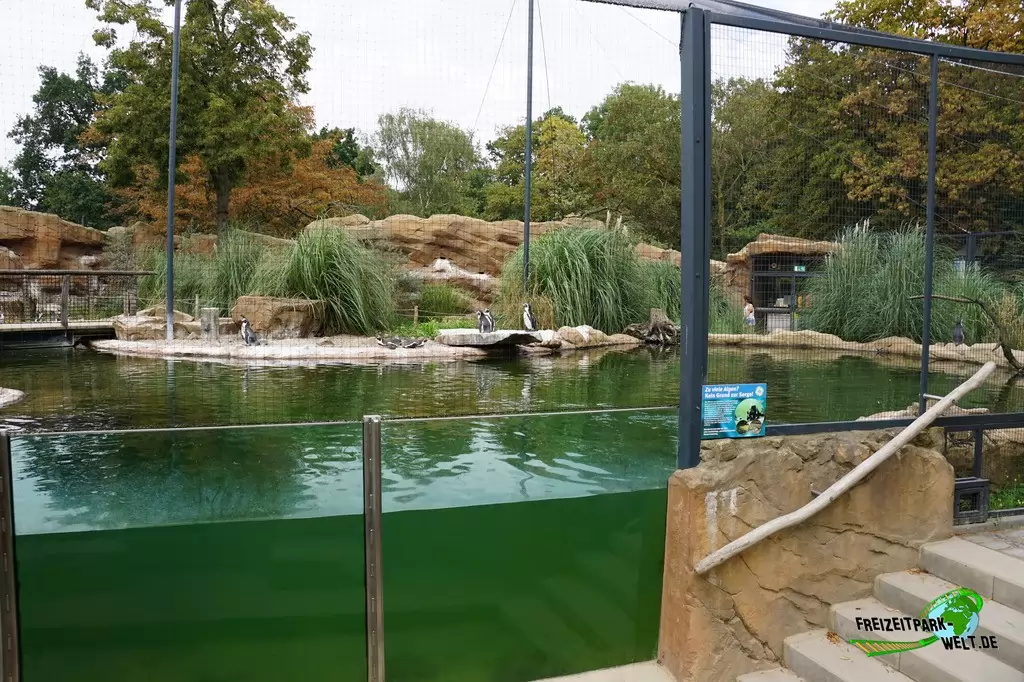 Humboldt-Pinguine im Zoo Krefeld - 2016