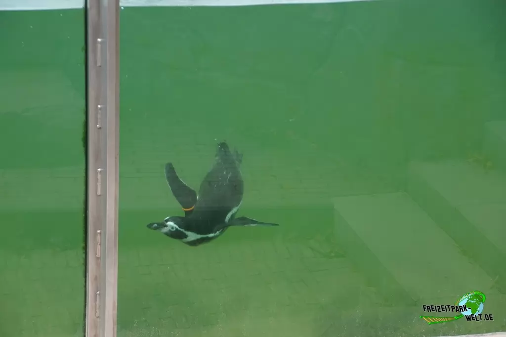 Humboldt-Pinguine im Zoo Krefeld - 2016