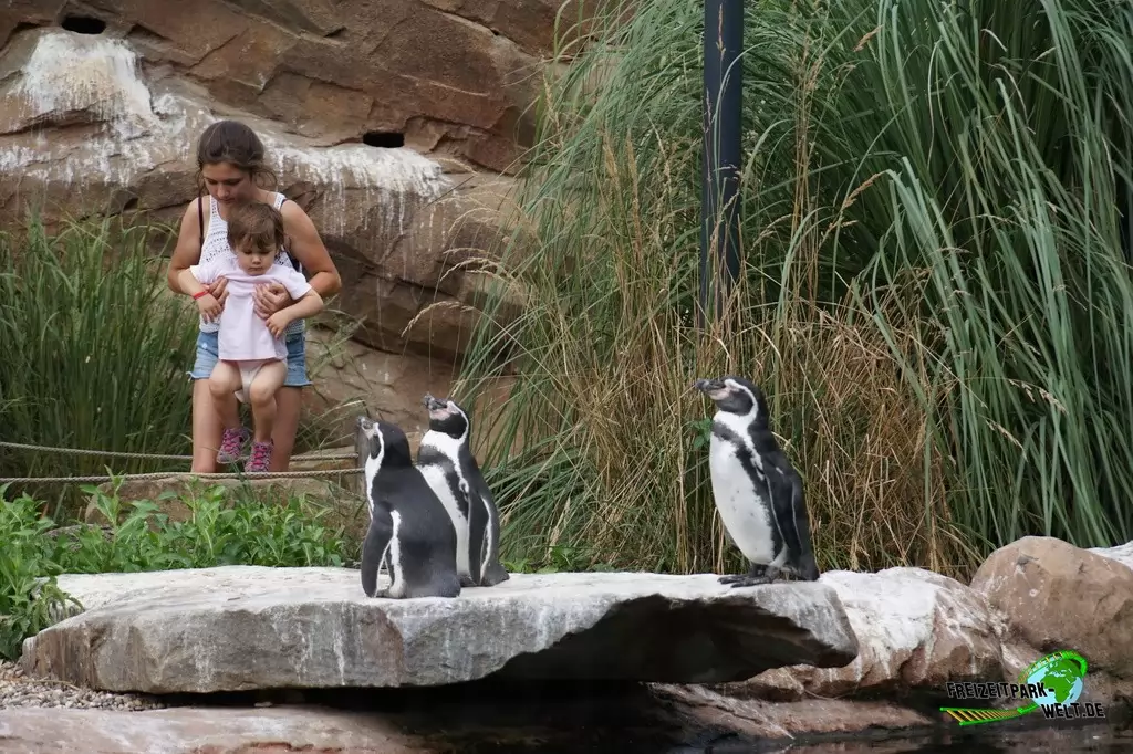 Humboldt-Pinguine im Zoo Krefeld - 2016