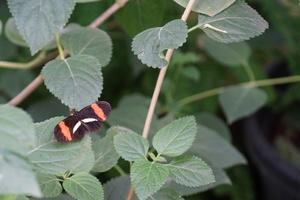 Mini-Galerie Zoo Krefeld Foto 10
