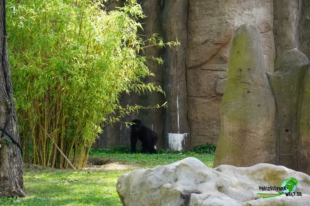 Westlicher Flachland-Gorilla im Zoo Krefeld - 2016