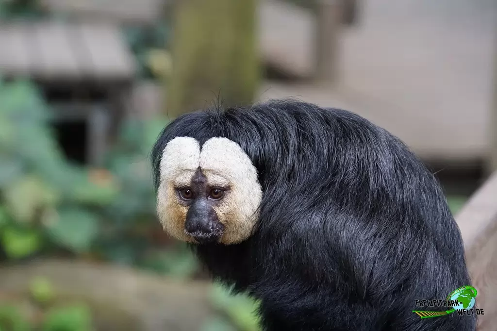 Weißgesichtsaki im Zoo Krefeld - 2016