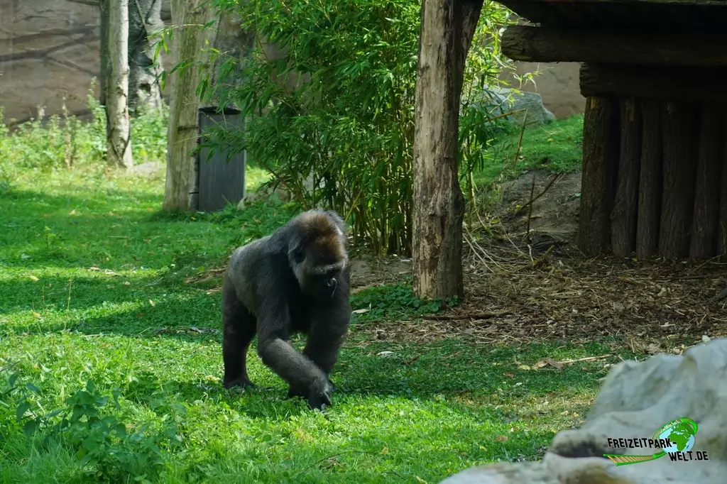 Westlicher Flachland-Gorilla im Zoo Krefeld - 2016